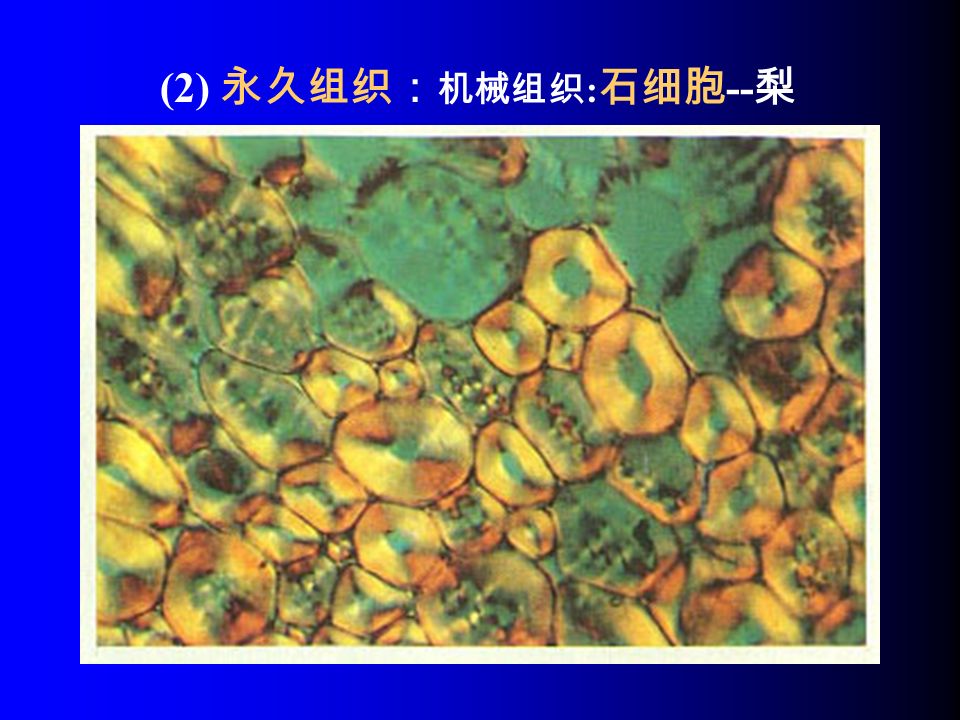 (2) 永久组织： 机械组织 : 石细胞 -- 梨