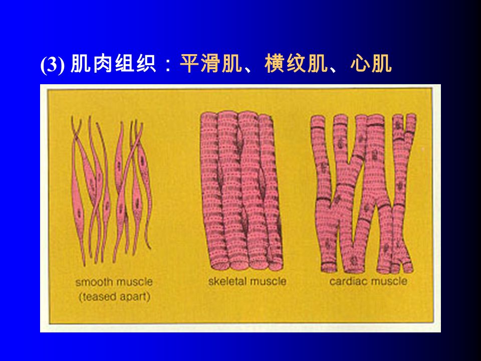 (3) 肌肉组织：平滑肌、横纹肌、心肌
