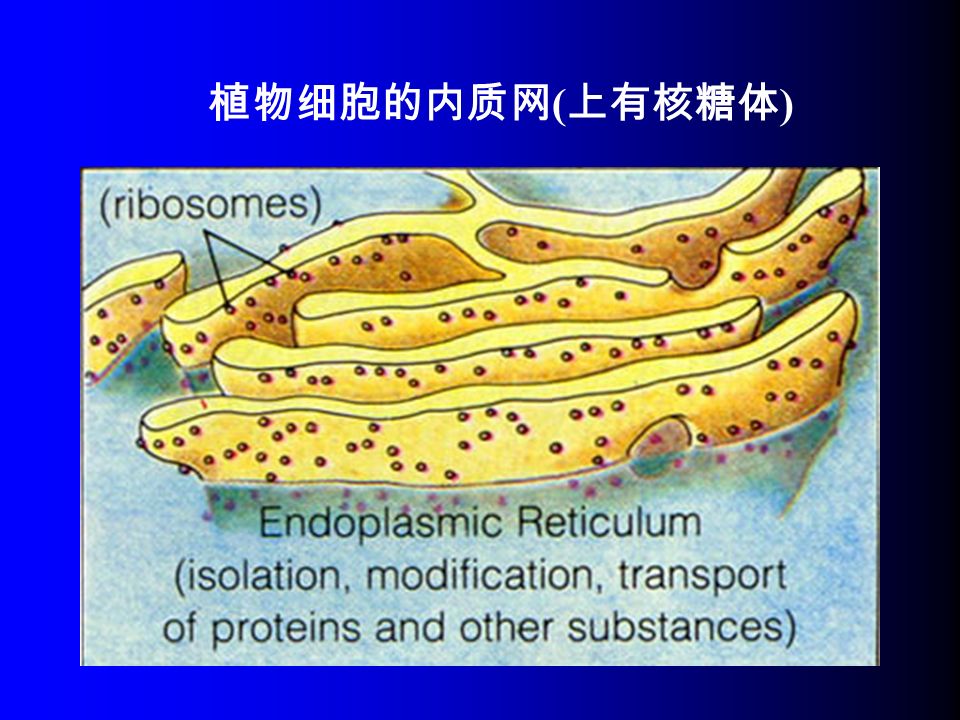 植物细胞的内质网 ( 上有核糖体 )