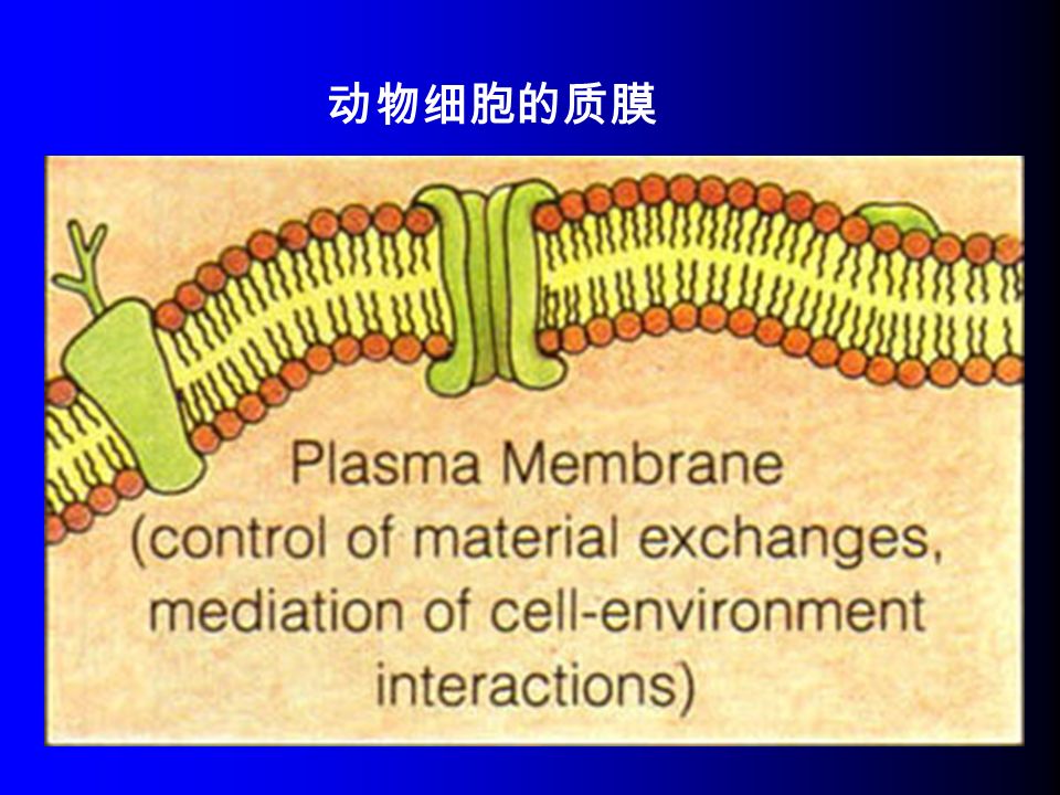 动物细胞的质膜