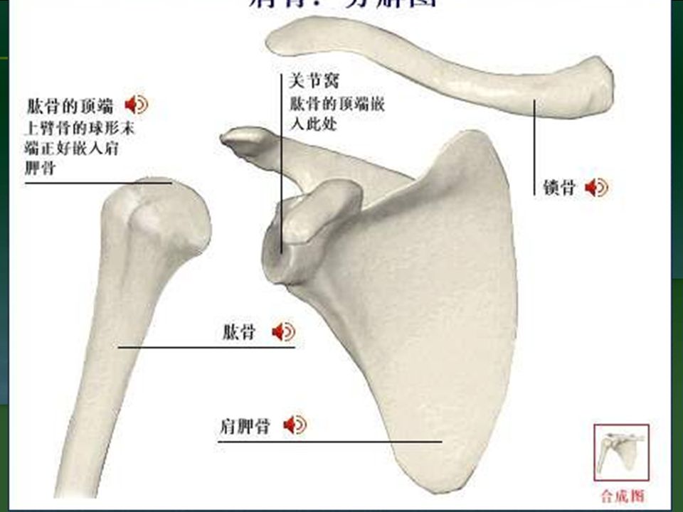 肱盂关节由肱骨头与肩胛盂构成.