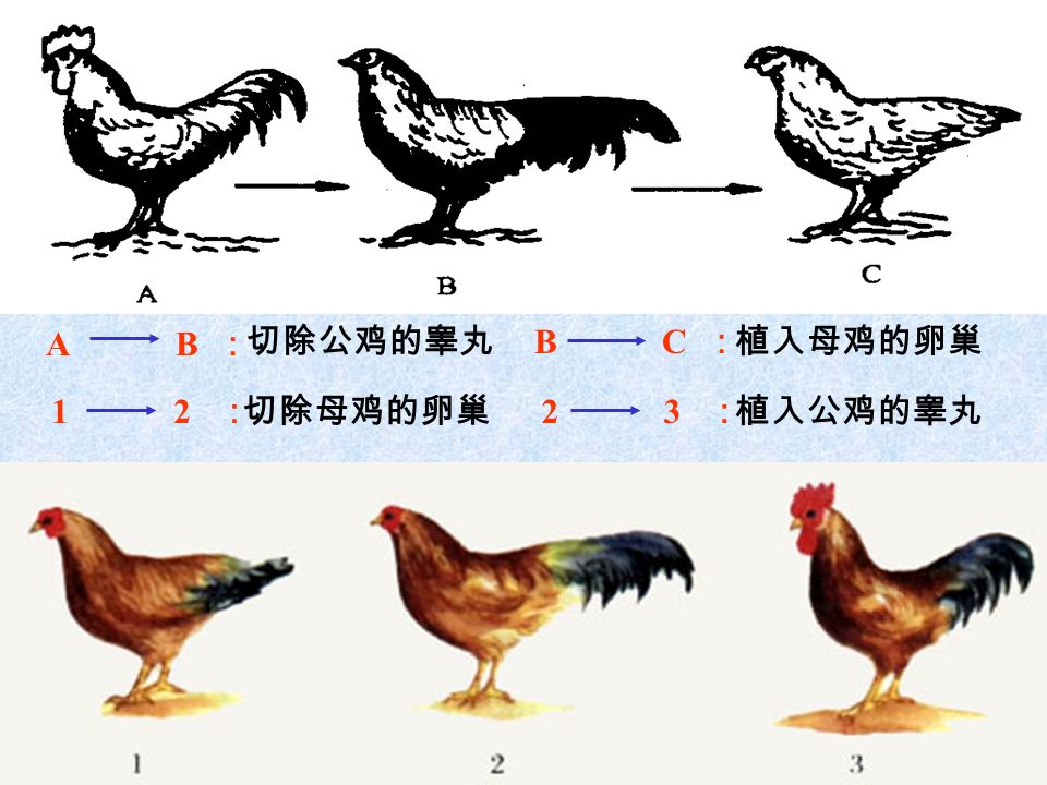 A B ： B C ：切除公鸡的睾丸植入母鸡的卵巢 1 2 ： 2 3 ：切除母鸡的卵巢植入公鸡的睾丸