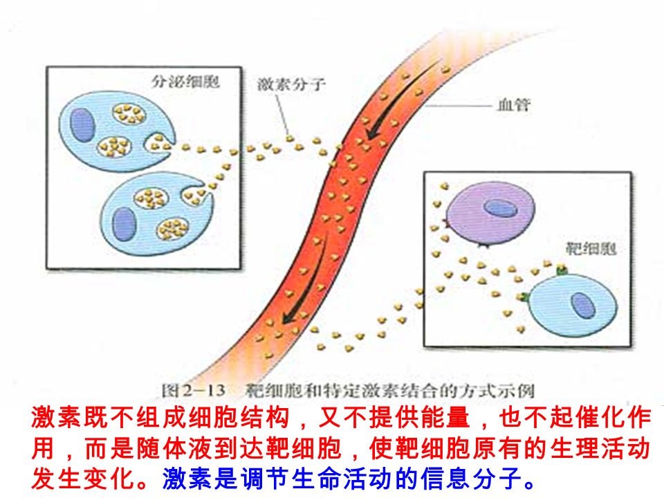 激素既不组成细胞结构，又不提供能量，也不起催化作 用，而是随体液到达靶细胞，使靶细胞原有的生理活动 发生变化。激素是调节生命活动的信息分子。