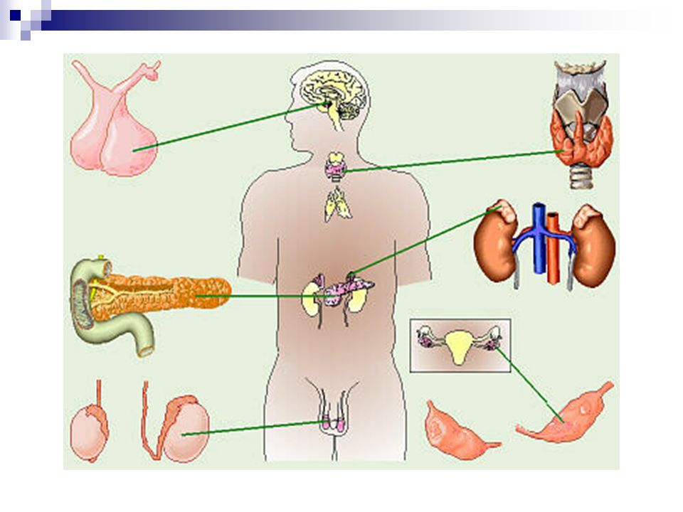定义 内分泌系统:指内分泌腺及散 在器官内的内分泌组织所组成 的体液