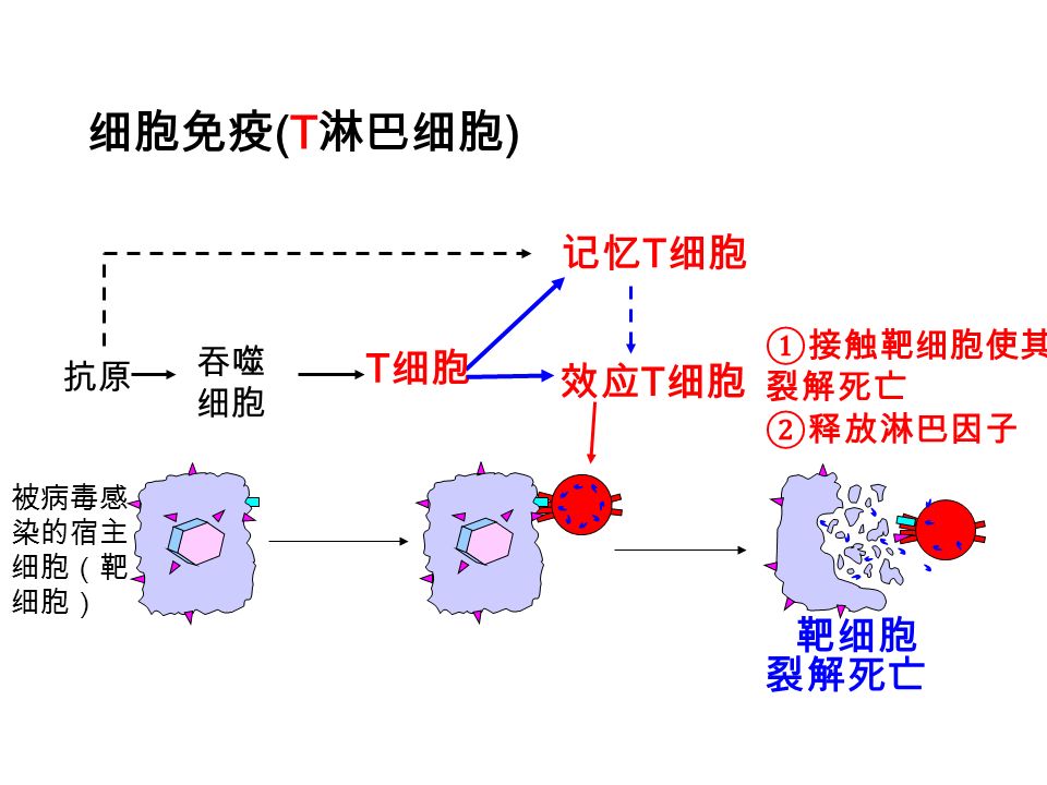 细胞免疫 (T 淋巴细胞 ) 抗原 吞噬 细胞 T 细胞 记忆 T 细胞 效应 T 细胞 ①接触靶细胞使其 裂解死亡 ②释放淋巴因子 被病毒感 染的宿主 细胞（靶 细胞） 靶细胞 裂解死亡