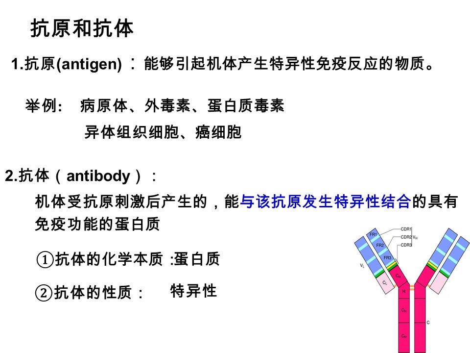 1. 抗原 (antigen) ： 能够引起机体产生特异性免疫反应的物质。 抗原和抗体 举例 : 病原体、外毒素、蛋白质毒素 异体组织细胞、癌细胞 2.