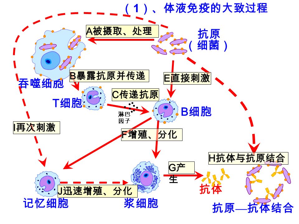 （ 1 ）、体液免疫的大致过程 记忆细胞 T 细胞 B 细胞 吞噬细胞 浆细胞 抗体 抗原 （细菌） 抗原 — 抗体结合 淋巴 因子 A 被摄取、处理 B 暴露抗原并传递 C 传递抗原 E 直接刺激 F 增殖、分化 G产生G产生 H 抗体与抗原结合 J 迅速增殖、分化 I 再次刺激