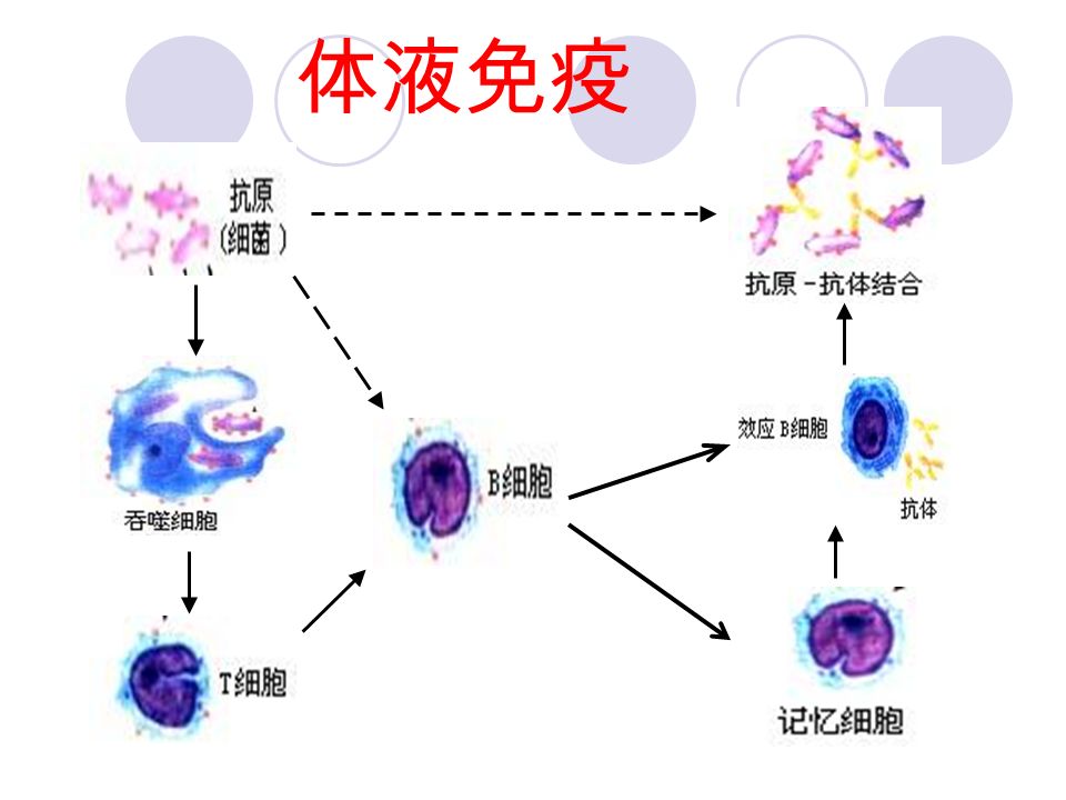 + 抗原 效应 B 细胞 合成和分泌 抗体 结合体 抑制抗原繁殖 或对宿主细胞 的黏附 形成沉淀或细胞集 团，进而被吞噬细 胞吞噬消化