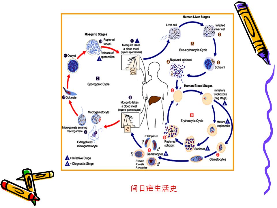 v. 恶性疟原虫 p.f. 三日疟原虫 p.m. 卵形疟原虫 p.o.