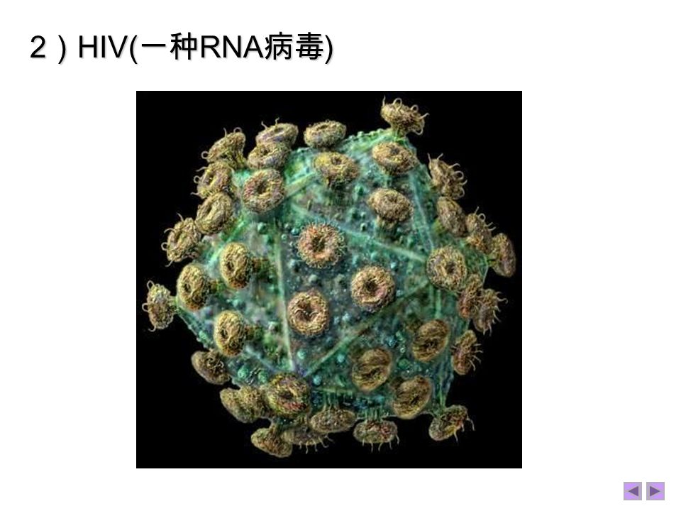 1 ）概念： 艾滋病（ AIDS ）是由人类免疫缺陷病 毒（ HIV ，俗称艾滋病病毒）引起的获得 性免疫缺陷综合症 艾滋病（ AIDS ）是由人类免疫缺陷病 毒（ HIV ，俗称艾滋病病毒）引起的获得 性免疫缺陷综合症 3.