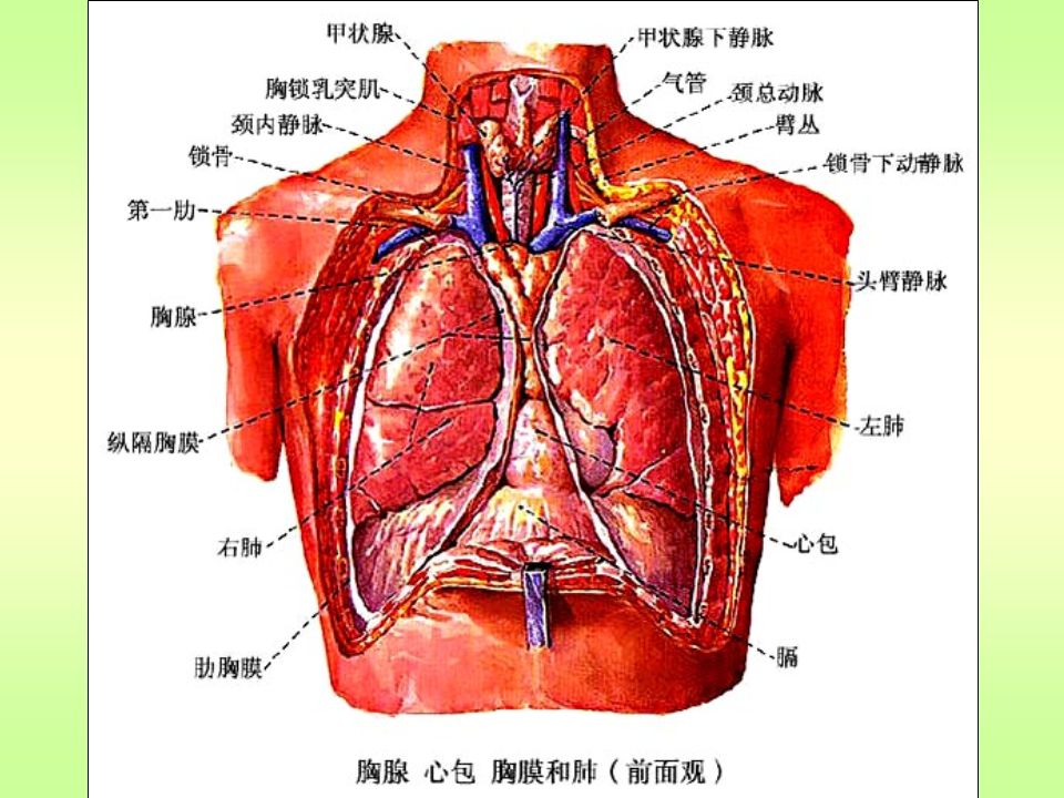 肺：从 20 岁开始衰老 肺活量从 20 岁起开始缓慢下降，到 了 40 岁，一些人就出现气喘吁吁的的状 况。部分原因是控制呼吸的肌肉和胸腔 变得僵硬起来，使得肺的运转更困难， 同时还意味着呼气之后一些空气会残留 在肺里 —— 导致气喘吁吁。 30 岁时，普 通男性每次呼吸会吸入 2 品脱 ( 约合 946 毫 升 ) 空气，而到了 70 岁，这一数字降至 1 品脱 ( 约合 473 毫升 ) 。