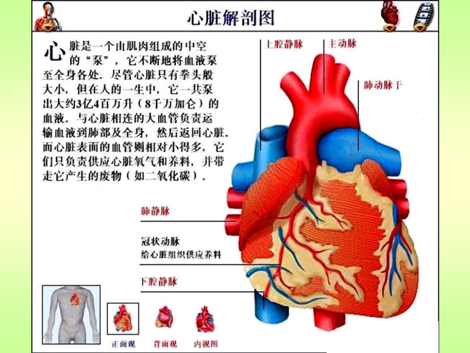 心脏：从 40 岁开始老化 随着我们的身体日益变老，心脏向全身输 送血液的效率也开始降低，这是因为血管逐渐 失去弹性，动脉也可能变硬或者变得阻塞，造 成这些变化的原因是脂肪在冠状动脉堆积形 成 —— 食用过多饱和脂肪。之后输送到心脏的 血液减少，引起心绞痛。 45 岁以上的男性和 55 岁以上的女性心脏病发作的概率较大。英国一 家制药公司的一项新研究发现，英国人心脏平 均年龄比他们的实际年龄大 5 岁，可能与他们 的肥胖和缺乏锻炼有关。