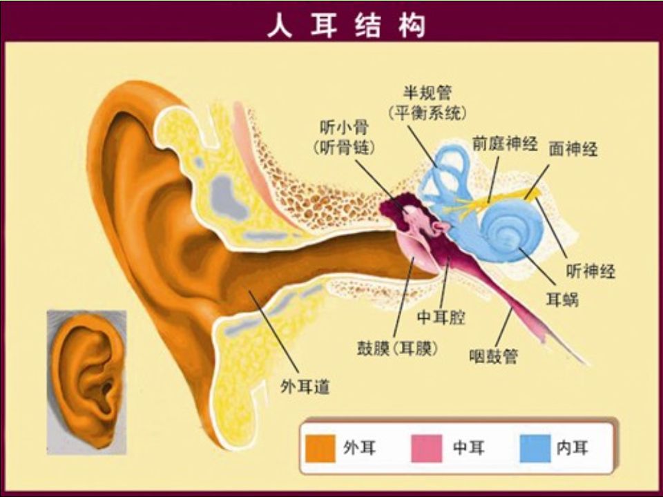 听力：在 55 岁左右开始老化 英国皇家聋人协会的资料显示， 60 多岁半数以上的人会因为老化导致 听力受损。这叫老年性耳聋，是因 毛 发细胞 的缺失导致，内耳的毛发感官 细胞可接受声振动，并将声振动传给 大脑。