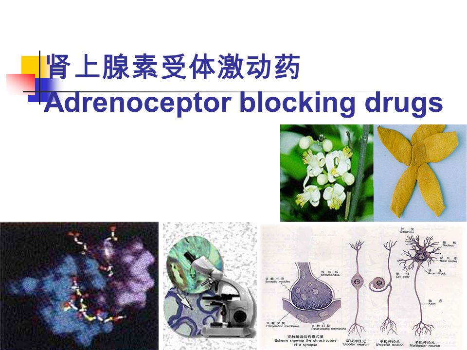 肾上腺素受体激动药 Adrenoceptor blocking drugs