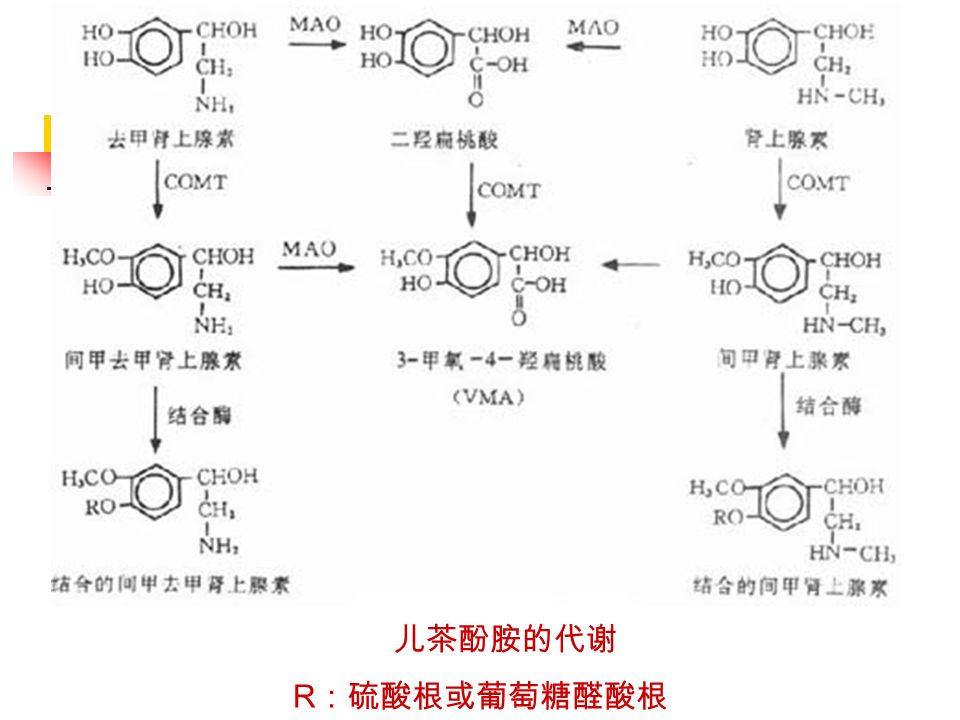 儿茶酚胺的代谢 R ：硫酸根或葡萄糖醛酸根