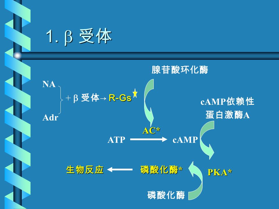 （三）受体 - 效应偶联机制 受体与酶的偶联 受体与离子通道的偶联