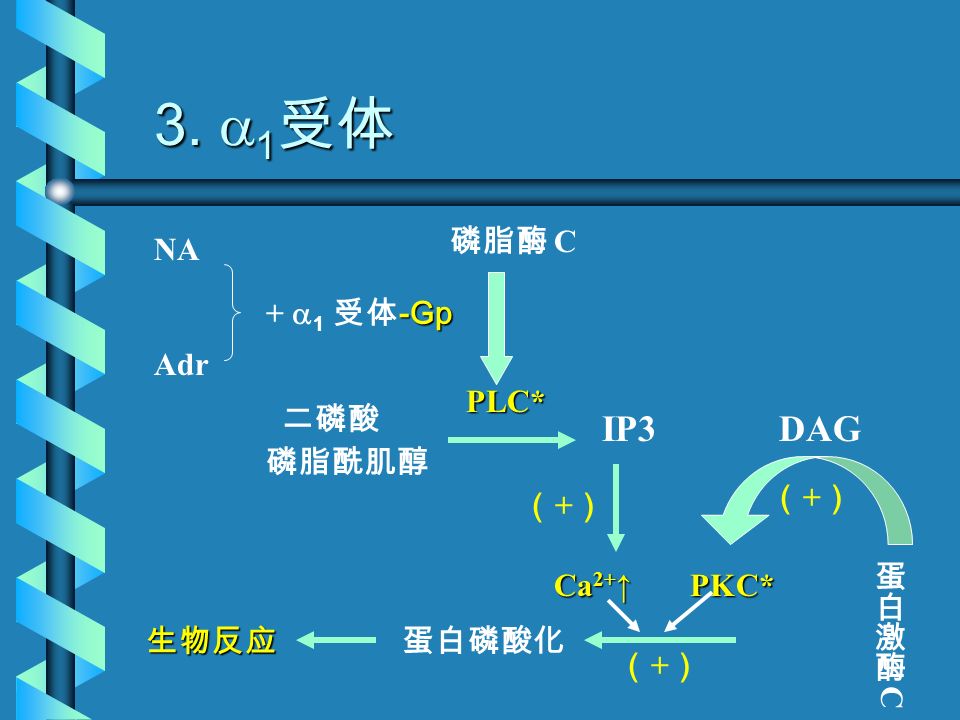 2.  2 受体 NA Adr + 2 2 受体 → R-Gi 腺苷酸环化酶 AC^ ATP ↓ cAMP↓ cAMP 依赖性 蛋白激酶 A PKA^ PKA^生物反应 (-)