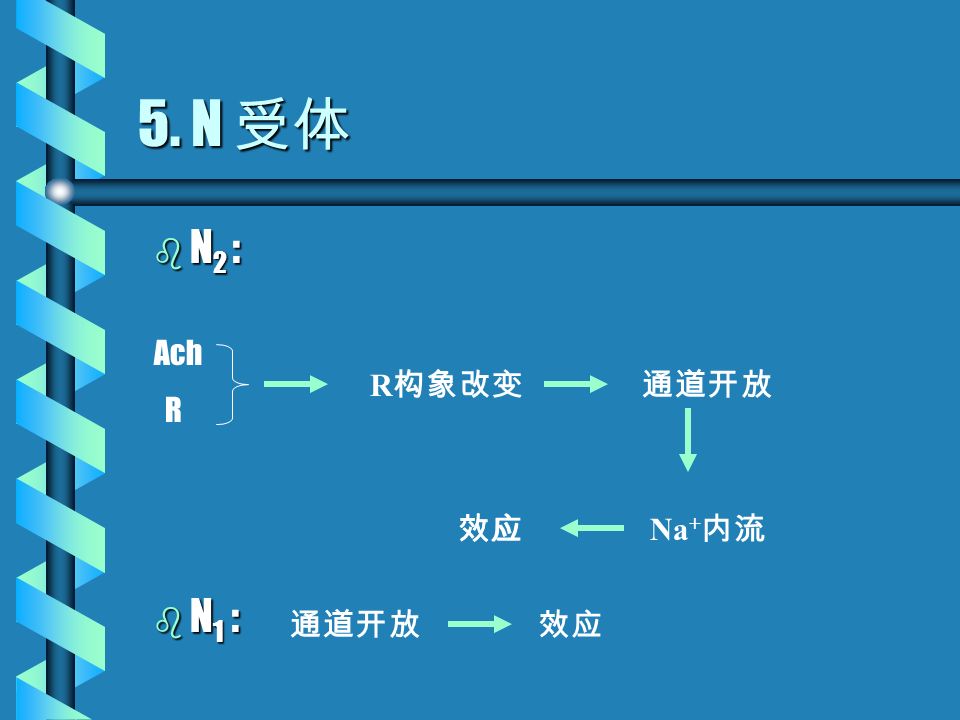 4. M 受体  M 1 、 M 3 ： 同  1 受体 b M 2 受体： Ach R- Gp K + 通道开放 效应 （+）（+）