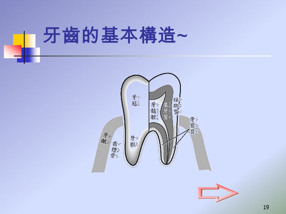 牙齒的基本構造 ~ 19