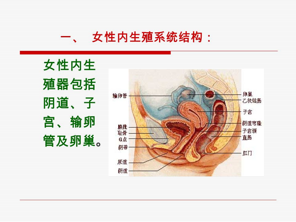 一、 女性内生殖系统结构： 女性内生 殖器包括 阴道、子 宫、输卵 管及卵巢。