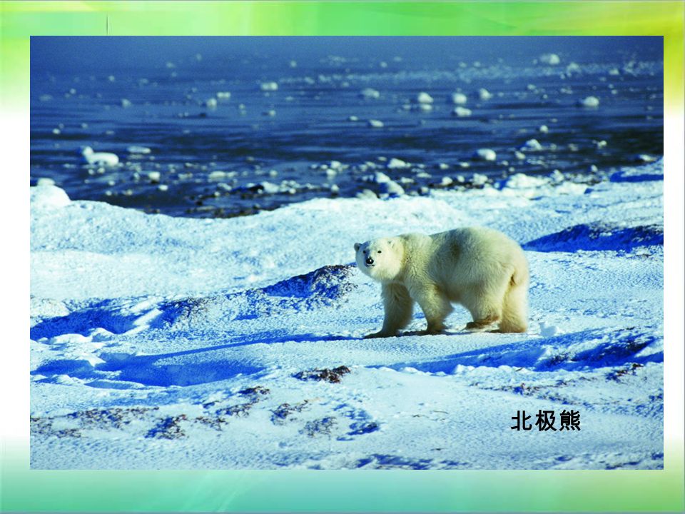 海豹 北极熊