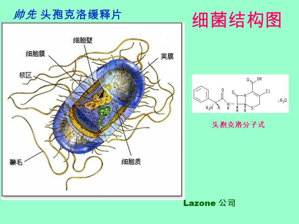 细菌结构图 帅先 头孢克洛缓释片 Lazone 公司 头孢克洛分子式