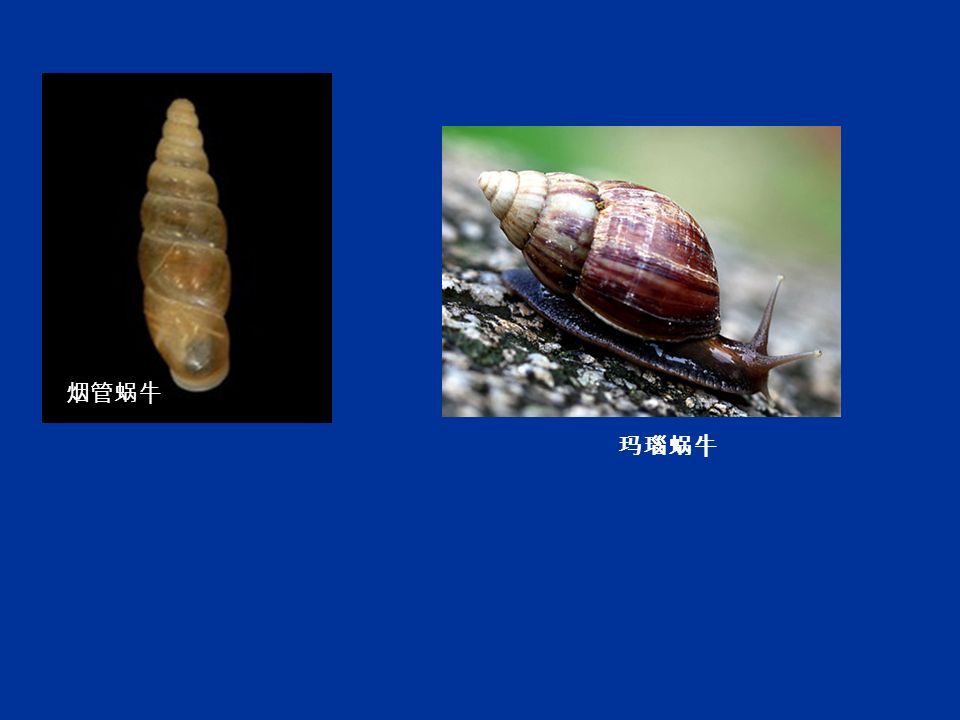 烟管蜗牛 玛瑙蜗牛