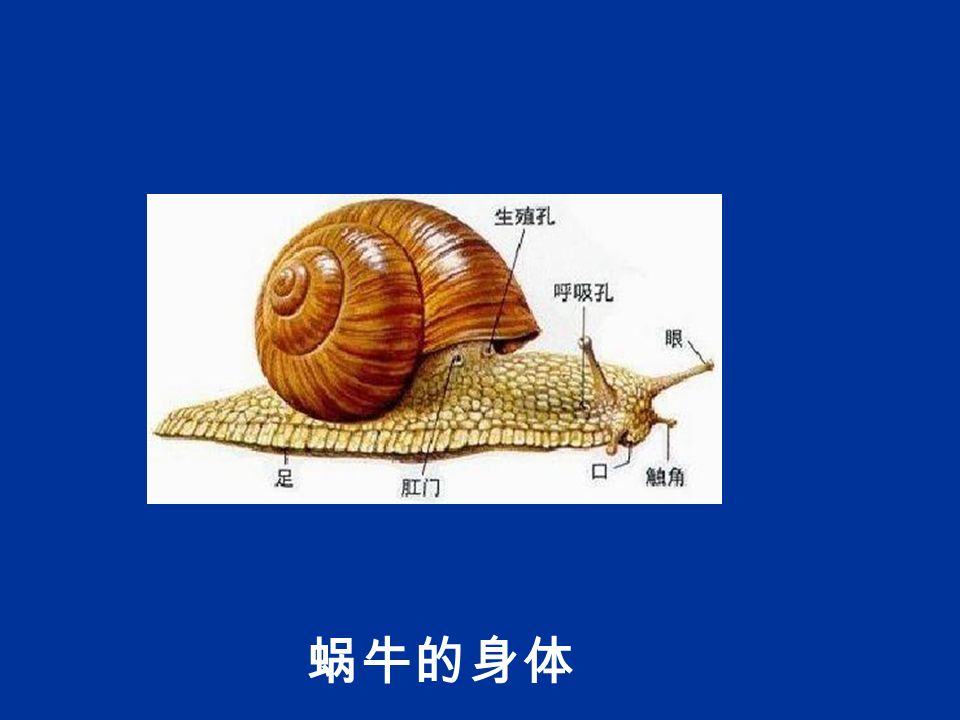 蜗牛的身体