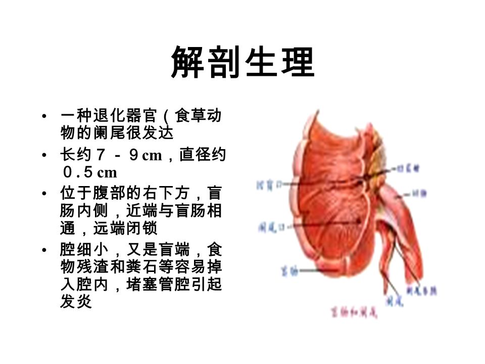 解剖生理 一种退化器官（食草动 物的阑尾很发达 长约７－９ cm ，直径约 ０.