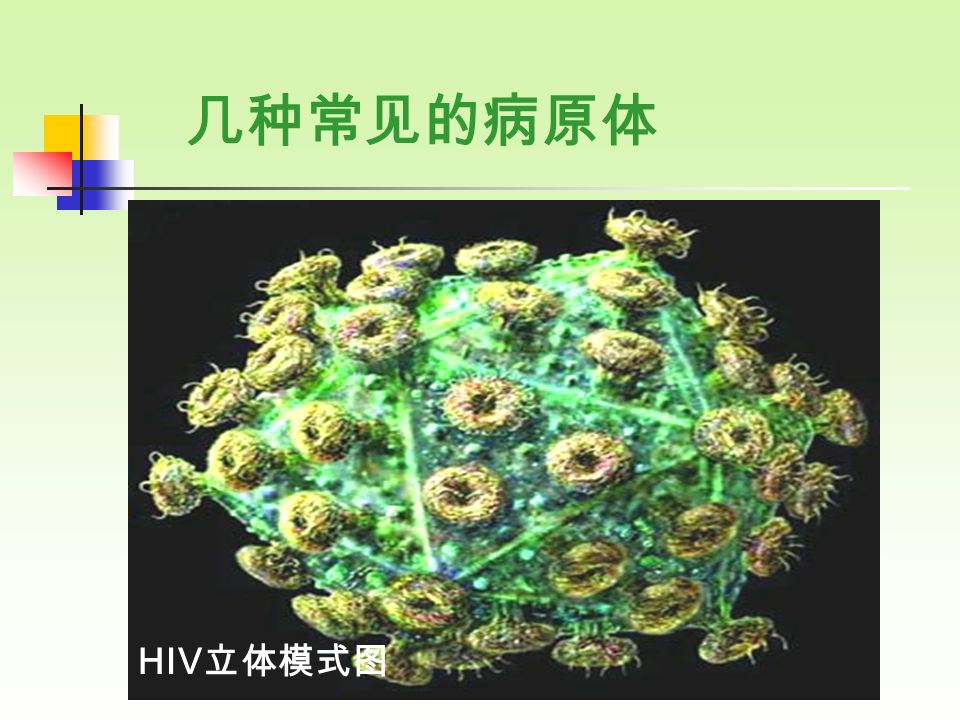 结核杆菌 几种常见的病原体 蛔虫卵和蛔虫 HIV 立体模式图
