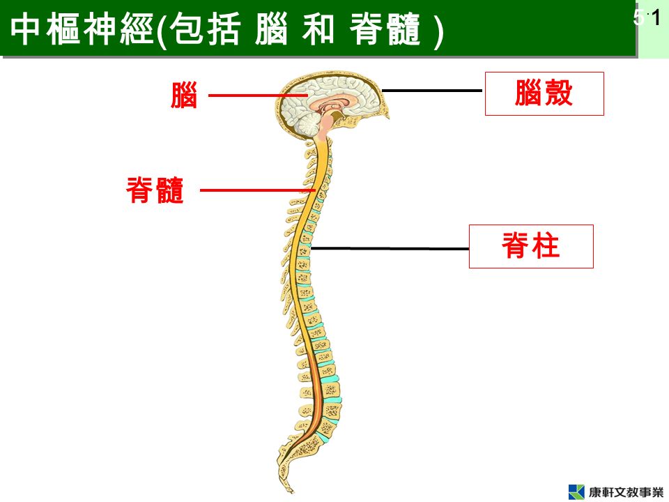 5 ˙ 1 腦 脊髓 腦殼 脊柱 中樞神經 ( 包括 腦 和 脊髓 )