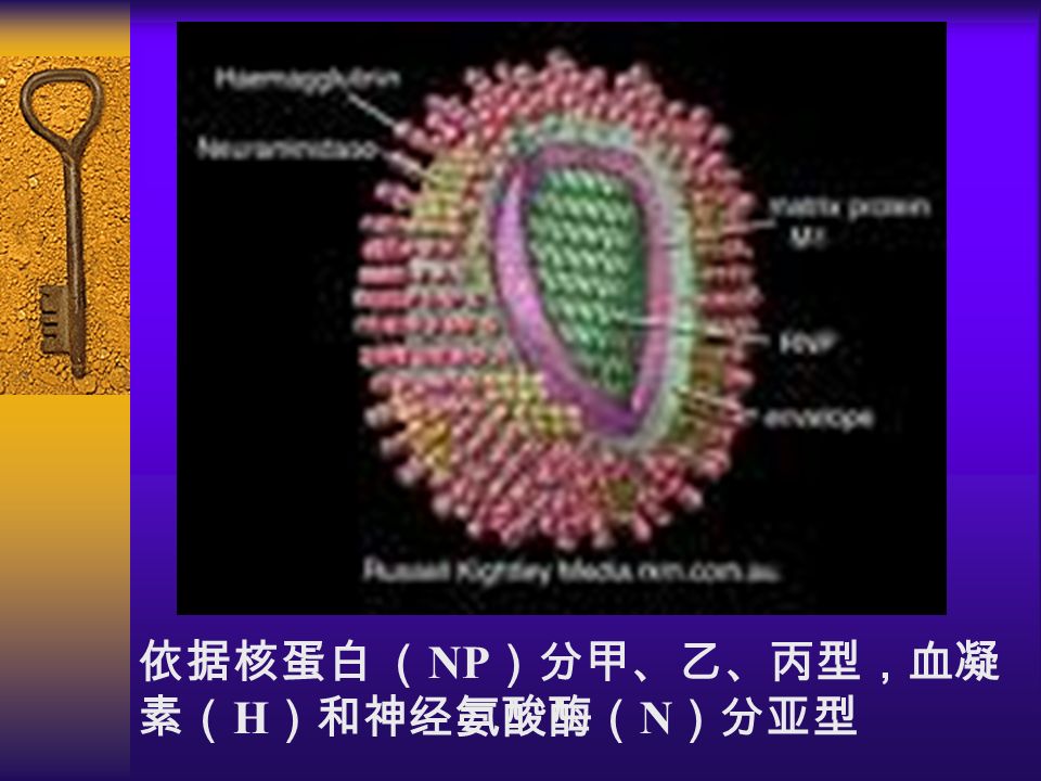 依据核蛋白 （ NP ）分甲、乙、丙型，血凝 素（ H ）和神经氨酸酶（ N ）分亚型