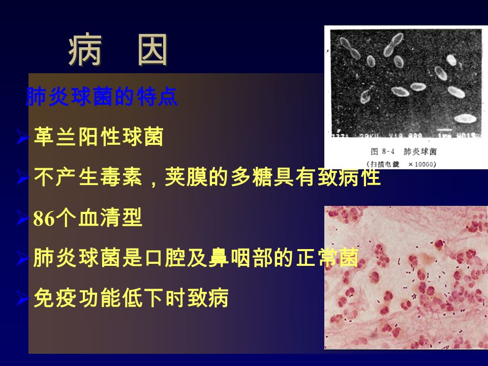 肺炎球菌的特点  革兰阳性球菌  不产生毒素，荚膜的多糖具有致病性  86 个血清型  肺炎球菌是口腔及鼻咽部的正常菌  免疫功能低下时致病 病 因