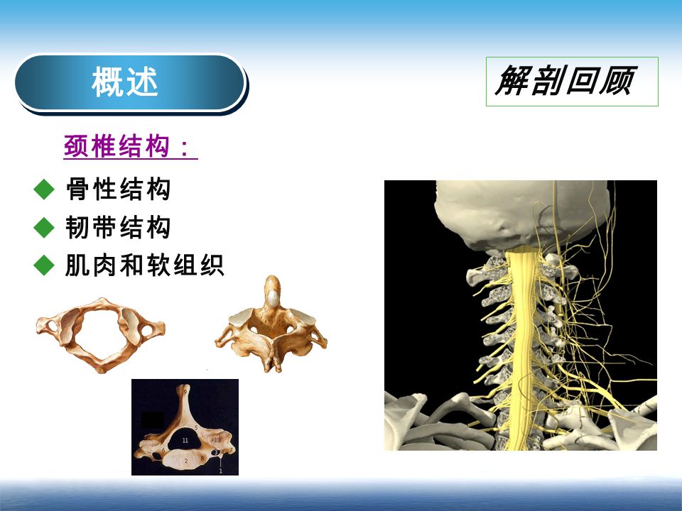 概述 颈椎结构： 解剖回顾  骨性结构  韧带结构  肌肉和软组织