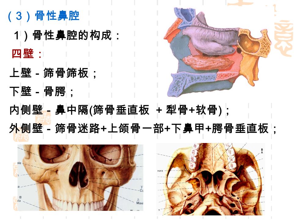 1 ）骨性鼻腔的构成： 四壁： 上壁－筛骨筛板； 下壁－骨腭； 内侧壁－鼻中隔 ( 筛骨垂直板 + 犁骨 + 软骨 ) ； 外侧壁－筛骨迷路 + 上颌骨一部 + 下鼻甲 + 腭骨垂直板； （ 3 ）骨性鼻腔