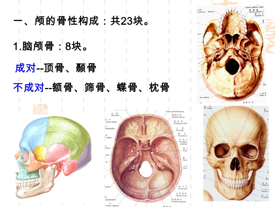 一、颅的骨性构成：共 23 块。 1. 脑颅骨： 8 块。 成对 -- 顶骨、颞骨 不成对 -- 额骨、筛骨、蝶骨、枕骨