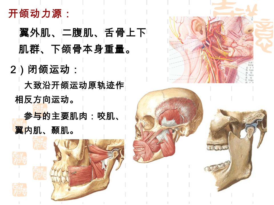 开颌动力源： 翼外肌、二腹肌、舌骨上下 肌群、下颌骨本身重量。 2 ）闭颌运动： 大致沿开颌运动原轨迹作 相反方向运动。 参与的主要肌肉：咬肌、 翼内肌、颞肌。
