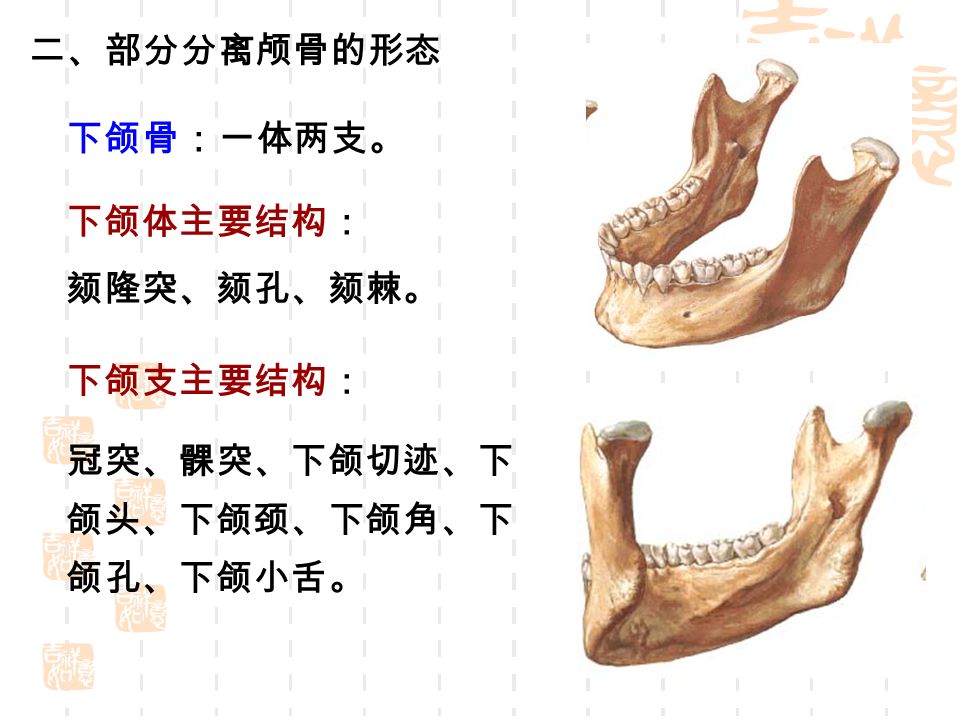 二、部分分离颅骨的形态 下颌骨：一体两支。 下颌体主要结构： 颏隆突、颏孔、颏棘。 下颌支主要结构： 冠突、髁突、下颌切迹、下 颌头、下颌颈、下颌角、下 颌孔、下颌小舌。