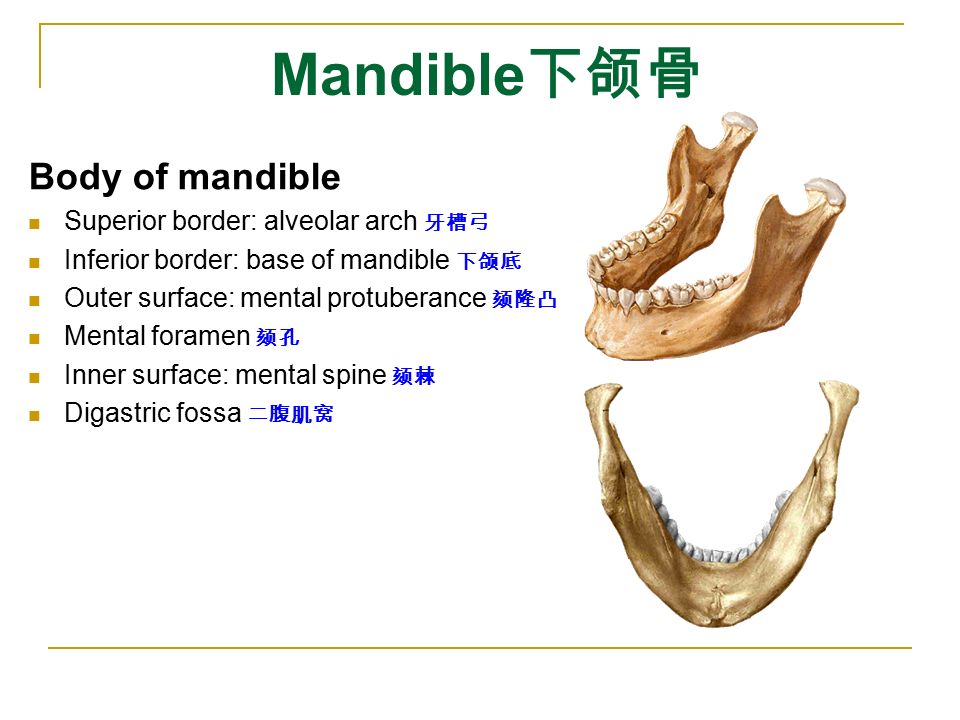 mandible 下颌骨 body of mandible superior border: alveolar