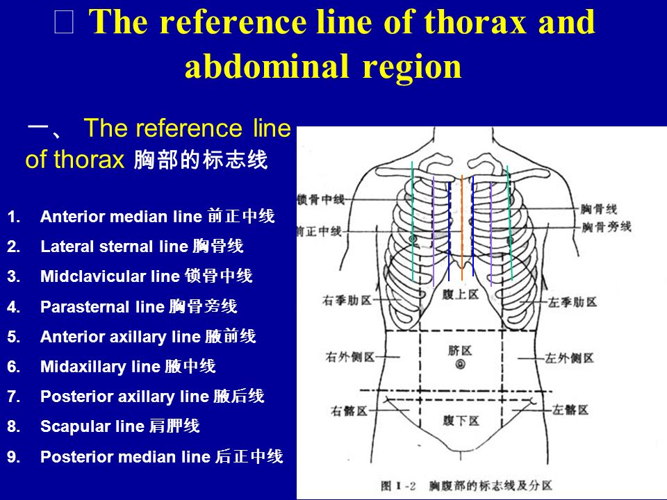 midclavicular line 锁骨中线 4.parasternal line 胸骨旁线 5.