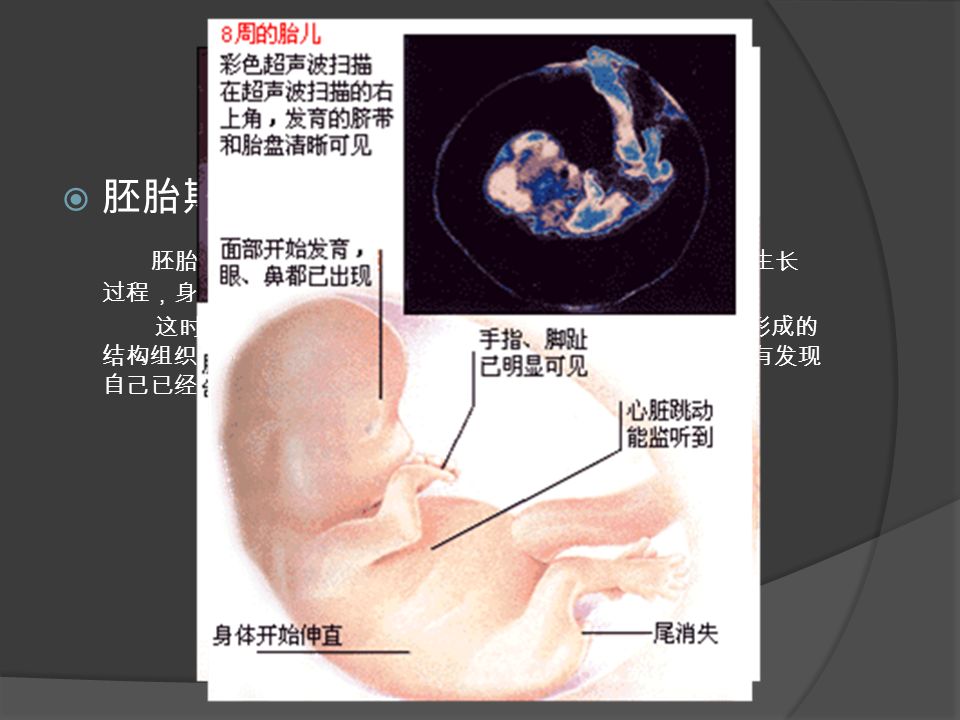  胚胎期 胚胎期从第四周开始，直到第八周或第九周，主要是一个生长 过程，身体的主要部分和重要器官已经开始形成。 这时期的胚胎已经开始变得像 人 ，开始运用和协调已经形成的 结构组织。但在这及其关键又危险的阶段，大多数妇女竟会没有发现 自己已经怀孕，更谈不上相应的保护措施。