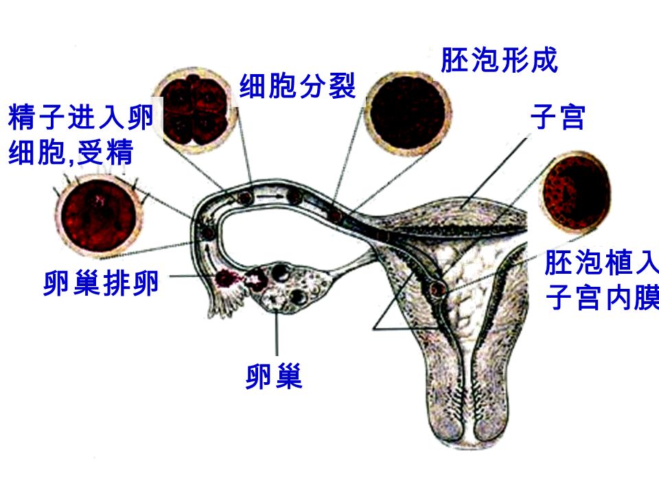 受精后 8 天 胚泡植入子宫内膜