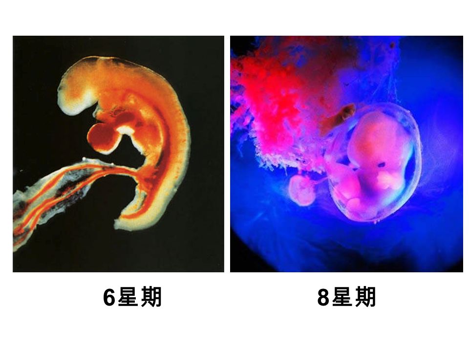卵巢 精子进入卵 细胞, 受精 胚泡形成 子宫 胚泡植入 子宫内膜 卵巢排卵 细胞分裂