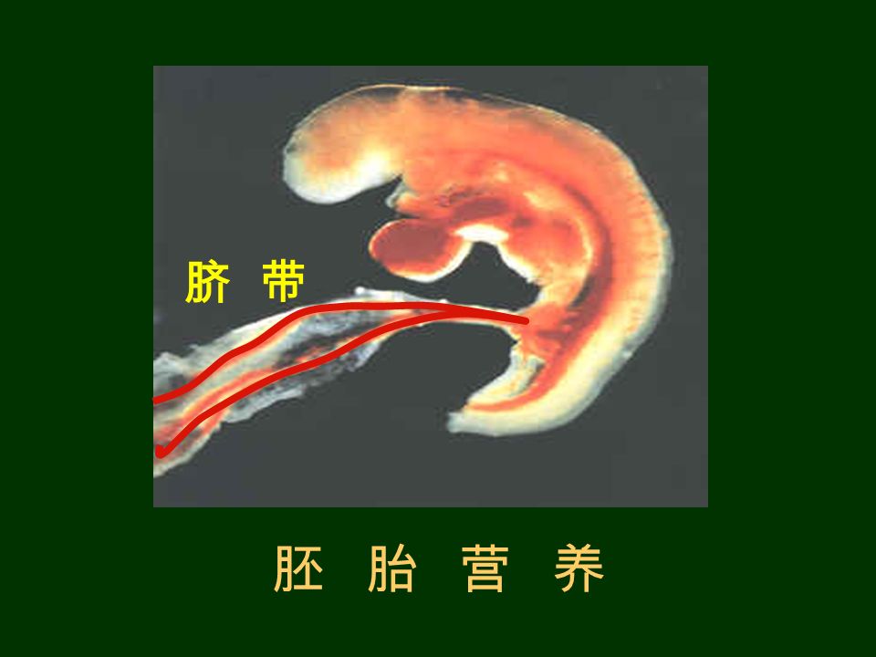 三、胚胎发育 受精卵 胚胎组织器官系统 胎儿婴儿 细胞分裂细胞分化 发育发育 发育、分娩 个体生长发育成熟 细胞分裂