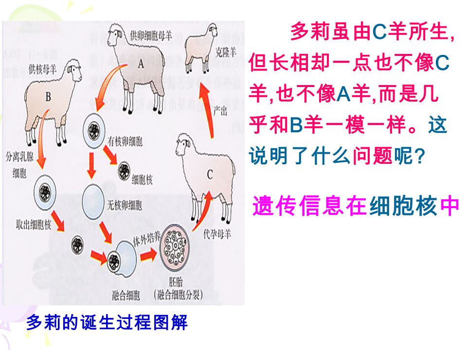 多莉的诞生过程图解 1 、 A 、 B 、 C 羊各提供了什么？ 2 、多莉像谁？ 3 、细胞的遗传信息在哪里？ A ：去核细胞 B ：细胞核 C ：子宫 B羊B羊 细胞核