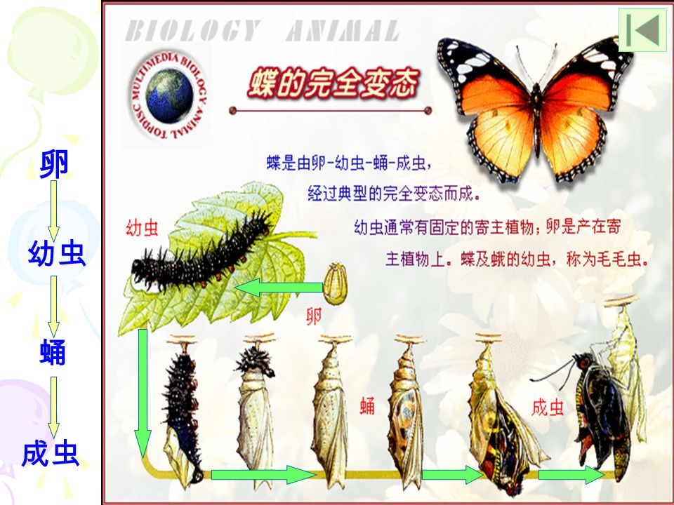 若虫 受精卵 变态发育不完全变态发育 3 、蝗虫的一生 若虫是 蝗虫的 幼虫 。 它们要 经过五 次蜕皮 后变为 成虫。 成虫 （若虫） 幼虫