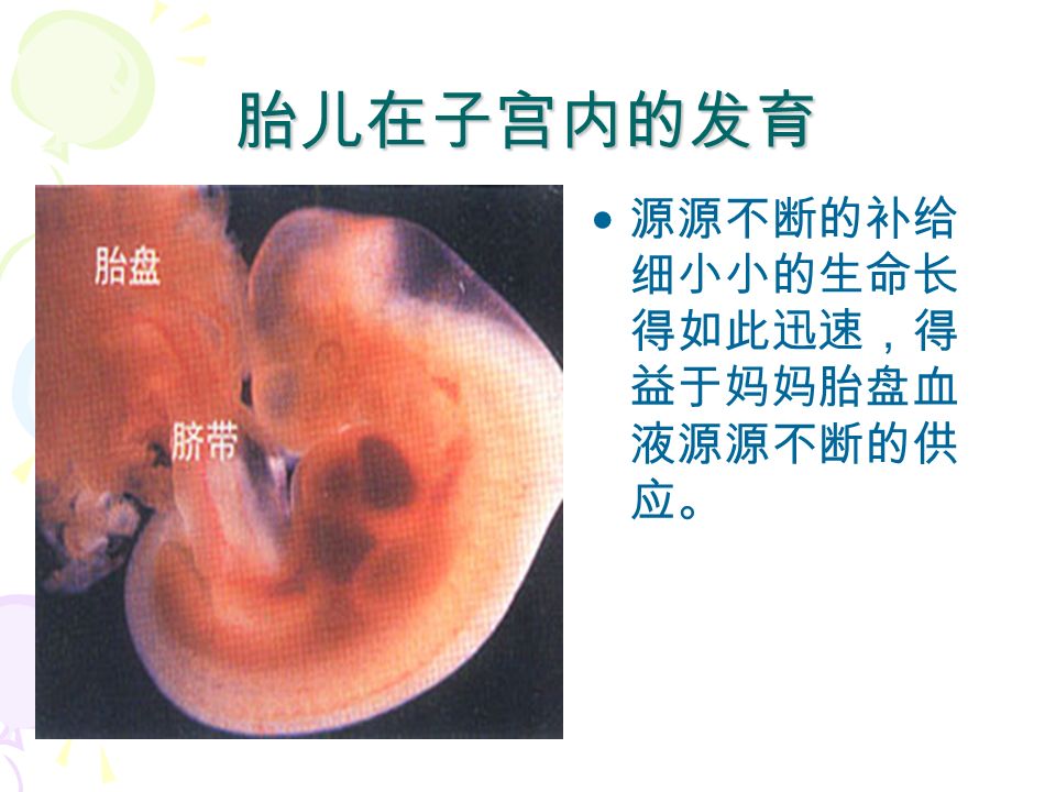 胚胎发育的营养来自何处？ 受精和胚胎发育 受精的实质： 一个精子头部的核与卵子的核相融合，形成 受精卵