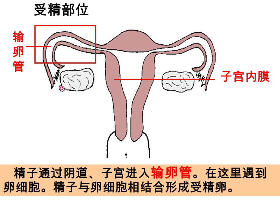 第四题 请简单描述受精的过程。