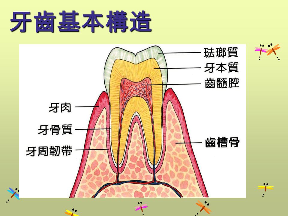 牙齒基本構造