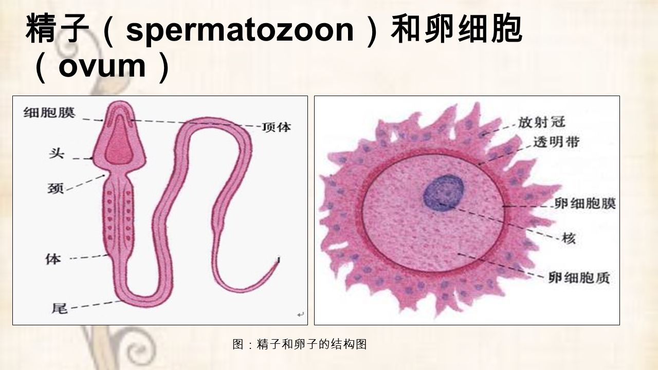 图：精子和卵子的结构图